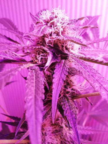 Growreport Bild 15
