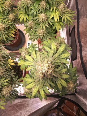 Growreport Bild 24