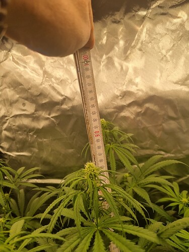 Growreport Bild 47