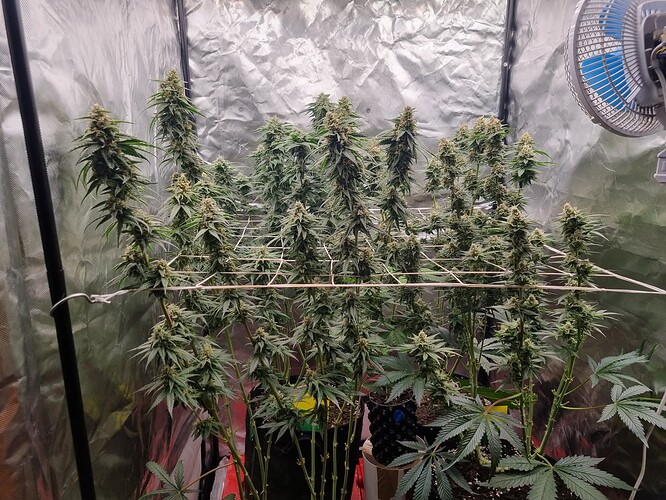 Growreport Bild 8