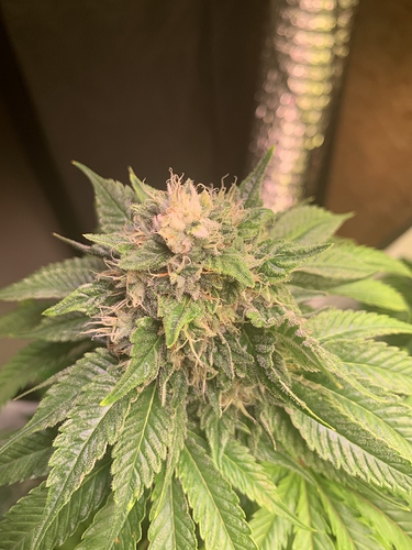 Growreport Bild 4