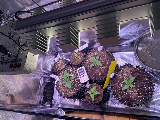 Growreport Bild 31