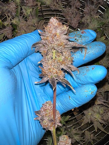 Growreport Bild 8