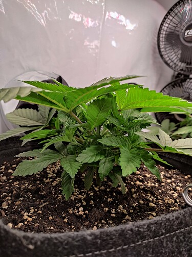 Growreport Bild 6