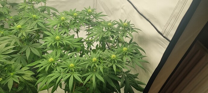 Growreport Bild 4