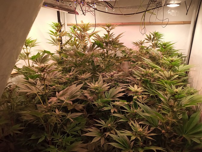 Growreport Bild 37