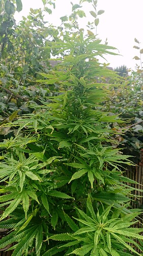 Growreport Bild 6