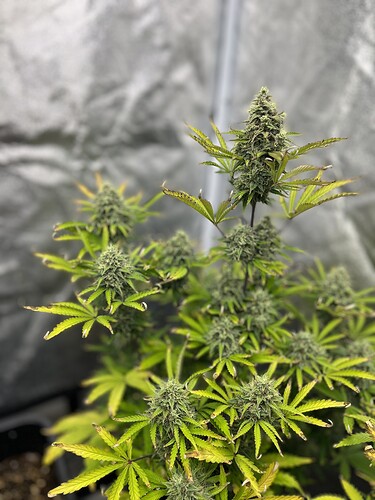 Growreport Bild 3
