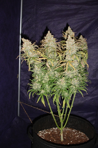 Growreport Bild 25