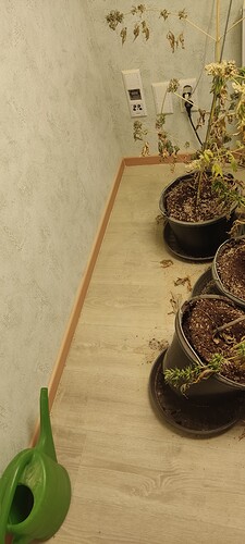 Growreport Bild 2