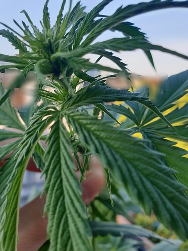 Growreport Bild 3
