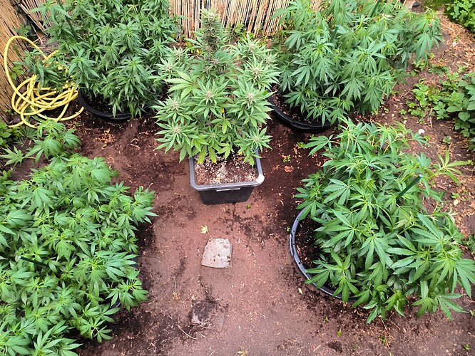 Growreport Bild 9