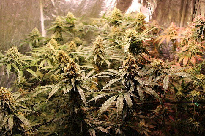 Growreport Bild 1