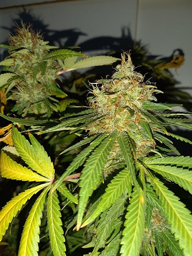 Growreport Bild 18