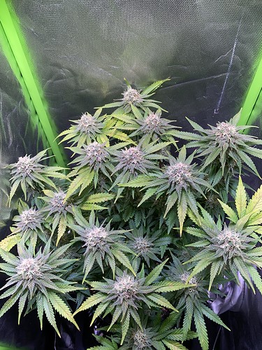 Growreport Bild 7