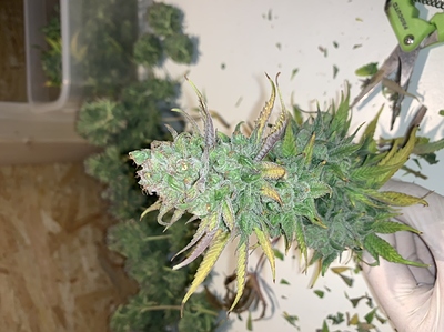 Growreport Bild 12