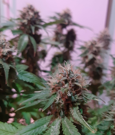 Growreport Bild 12