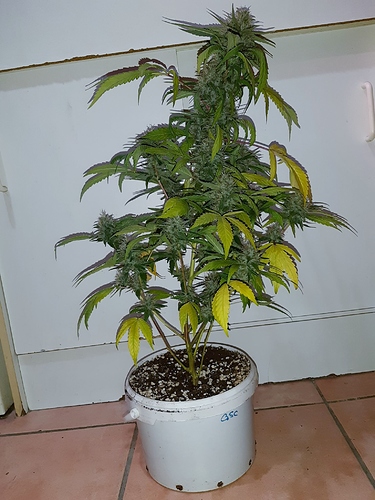 Growreport Bild 4