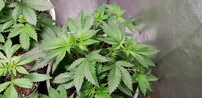Growreport Bild 25