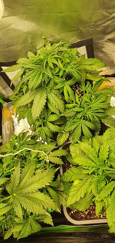 Growreport Bild 1