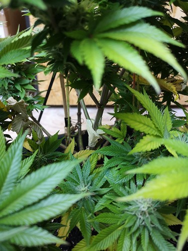Growreport Bild 1