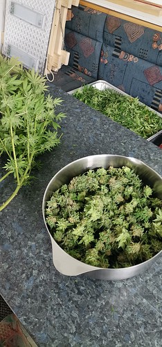 Growreport Bild 3