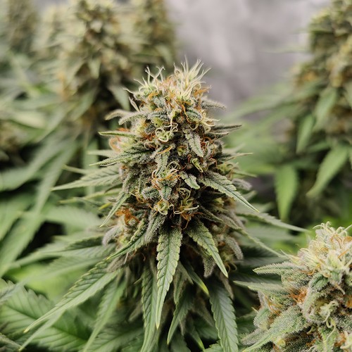 Growreport Bild 8