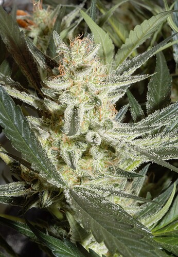 Growreport Bild 8