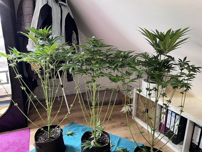 Growreport Bild 8