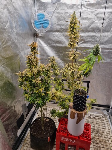 Growreport Bild 2