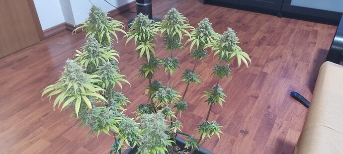 Growreport Bild 11