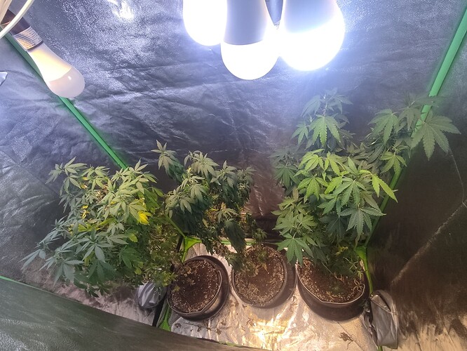 Growreport Bild 2