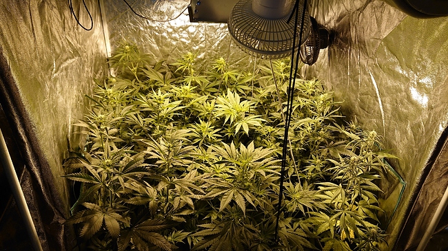 Growreport Bild 2