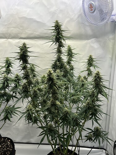 Growreport Bild 27