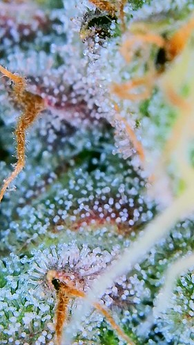 Growreport Bild 20