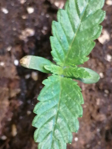 Growreport Bild 14