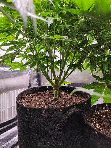 Growreport Bild 4