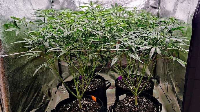 Growreport Bild 4