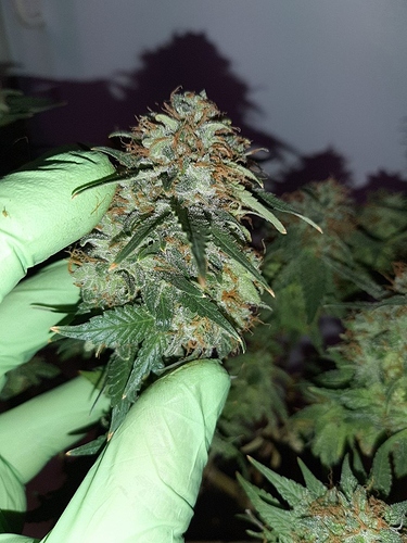 Growreport Bild 13