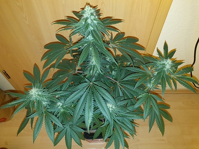 Growreport Bild 1