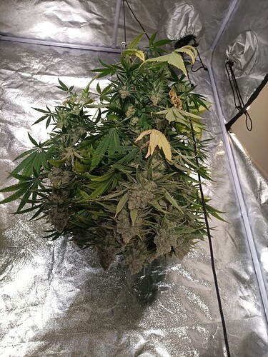 Growreport Bild 2