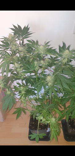Growreport Bild 8