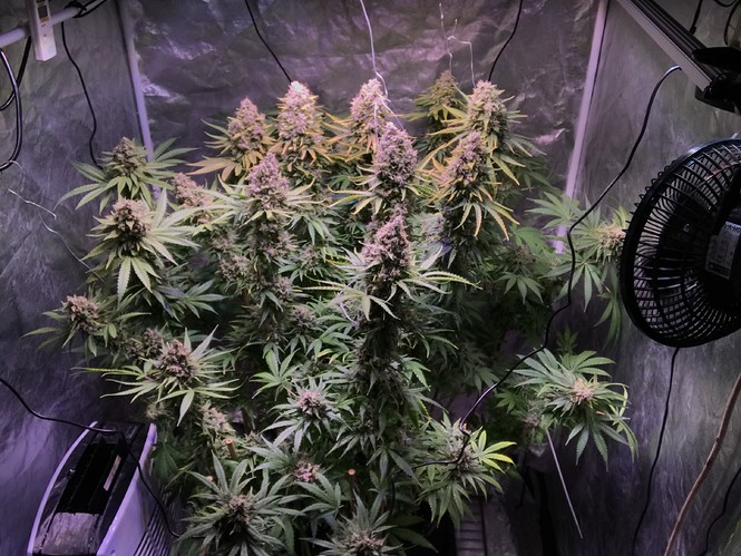 Growreport Bild 1