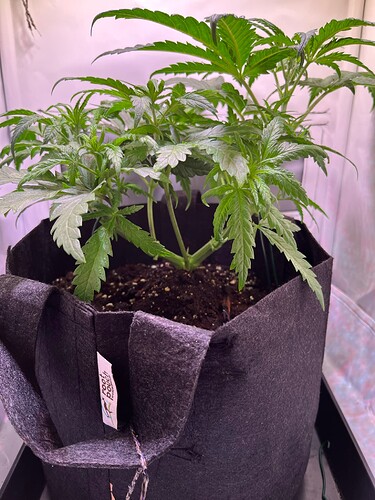 Growreport Bild 9