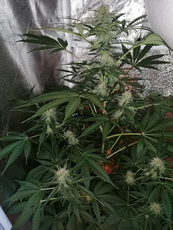 2. Low Budget Grow - Auto Blue Diesel -
