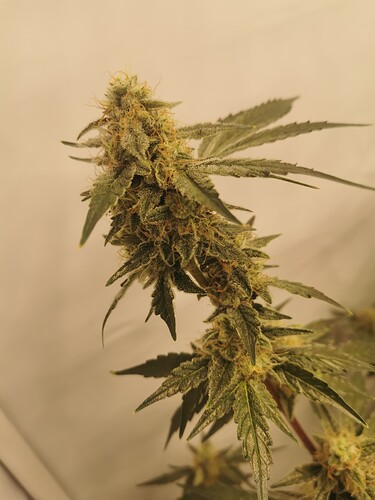 Growreport Bild 15