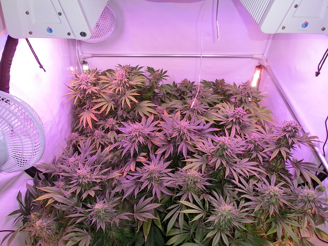 Growreport Bild 1