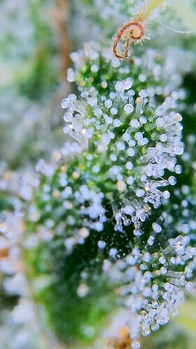 Growreport Bild 16