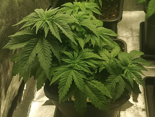 Growreport Bild 15