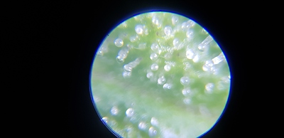 Growreport Bild 12